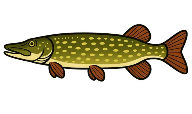 Illustration de brochet (Esox lucius)