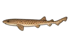 Petite roussette