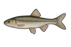 Pseudorasbora