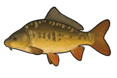 Carpe miroir