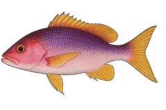 Vivaneau