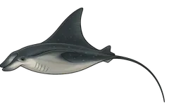 Raie manta méditerranéenne