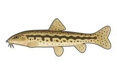 Loche de rivière