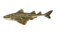 Ange de mer