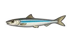 Anchois commun