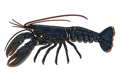 Homard