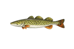Brochet d'Europe