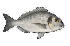 Dorade royale