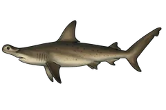 Requin marteau