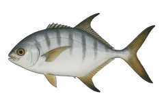 Liche glauque
