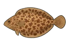 Sole-perdrix