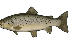 Truite de mer