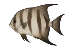 Poisson assiette
