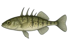 Épinochette
