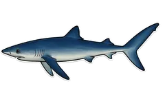 Requin peau bleue