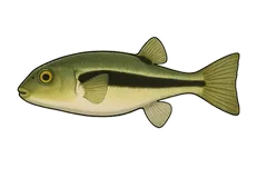 Bubulle