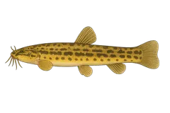 Loche d'étang