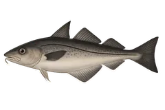 Églefin