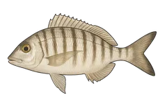 Marbré