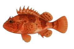 Chapon rouge