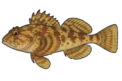 Chabot de mer