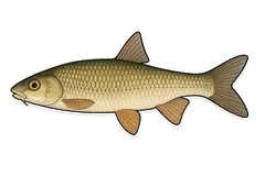 Toxostome
