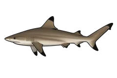 Requin bordé