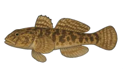 Gobie paganel