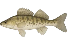 Sandre volga