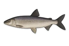 Féra