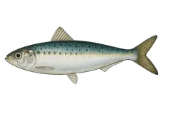 Sardine commune
