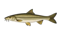 Barbeau fluviatile