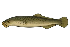 Lamproie marine