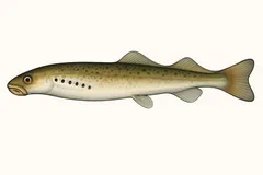 Lamproie fluviatile