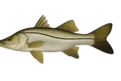 Loubine
