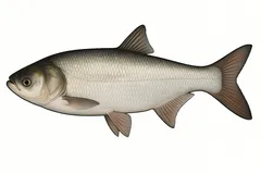 Carpe argentée