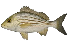 Goret