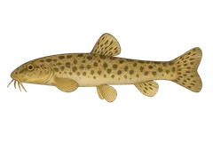 Loche franche