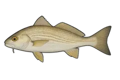 Ombrine côtière
