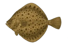 Turbot