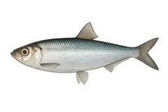 Sprat commun