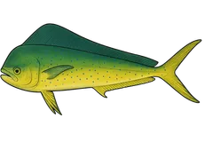Coryphène