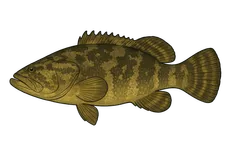 Mérou goliath