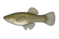 Gambusie