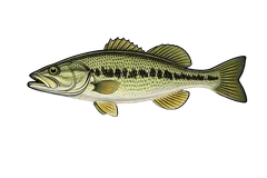Black-bass à petite bouche