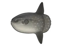 Poisson lune