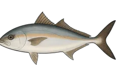 Sériole