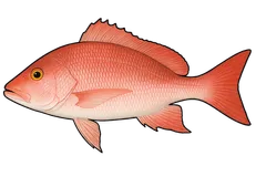 Carpe rouge