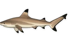 Requin pointes noires