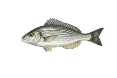 Dorade grise